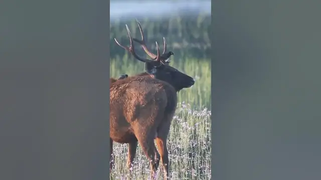 Video thumbnail for Sambar deer stays calm while myna birds are takeing out ticks #shorts #wilpattu