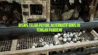 Video thumbnail for Panen Telur Burung Puyuh di Desa Rajabasa Lama, Lampung Timur