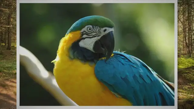 Video thumbnail for Lilac-crowned amazon