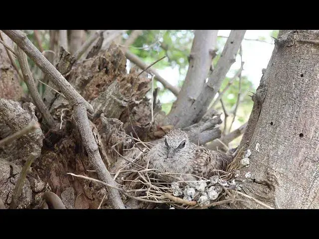 Video thumbnail for Dove Bird on Nest - the babies dove life or waiting eat food on nest  @viralbirdNest