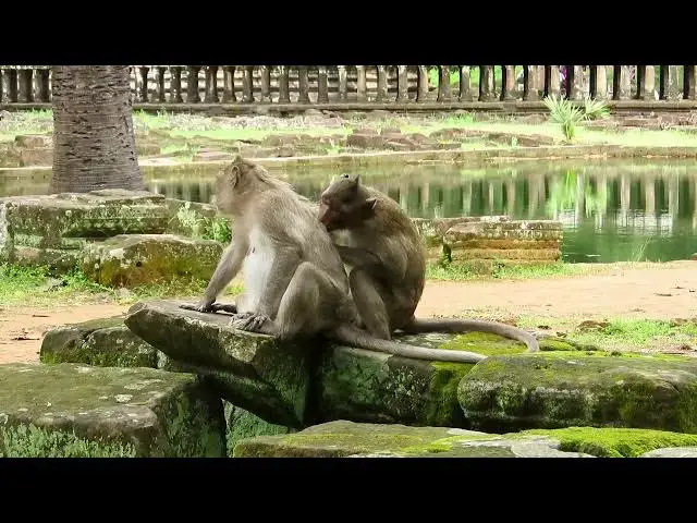 Video thumbnail for Monkey action lifestyle#wildlifeentertainment