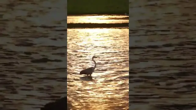 Video thumbnail for Grey Heron Bird #shorts