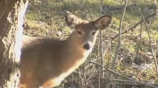 Video thumbnail for Busy Start To Deer Season