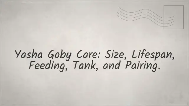 'Video thumbnail for Yasha Goby Care: Size, Lifespan, Feeding, Tank, & Pairing'