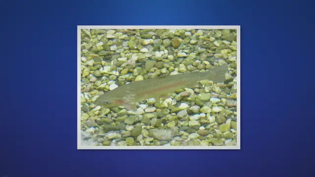 Video thumbnail for Origins Of Golden Rainbow Trout & Where To Catch Them