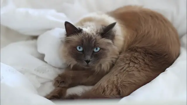 Video thumbnail for Kot z włosami – czy istnieje? Czy można znaleźć koty hipoalergiczne, dla alergików? Sprawdź!