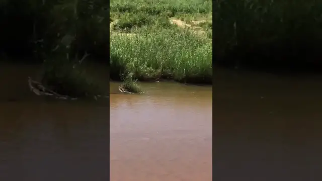 Video thumbnail for Crocodile Catches Pangolin in River
