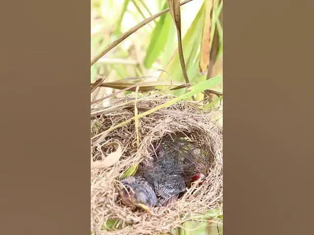 Video thumbnail for Mothet Bird & babies Viral 005  #birdparenting #birdwatching #birdslover #birdspotting #trending
