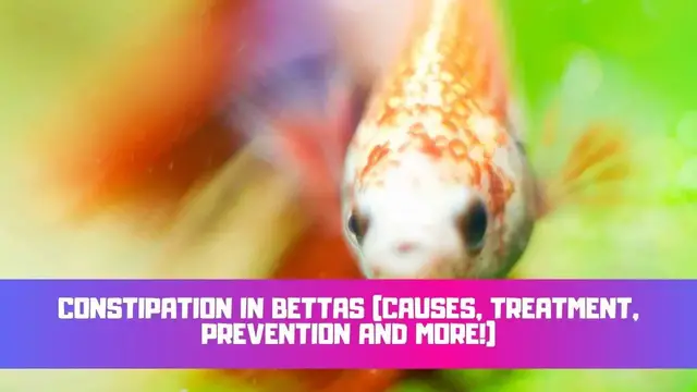 Video thumbnail for Constipation In Bettas (Causes, Treatment, Symptoms & Prevention)