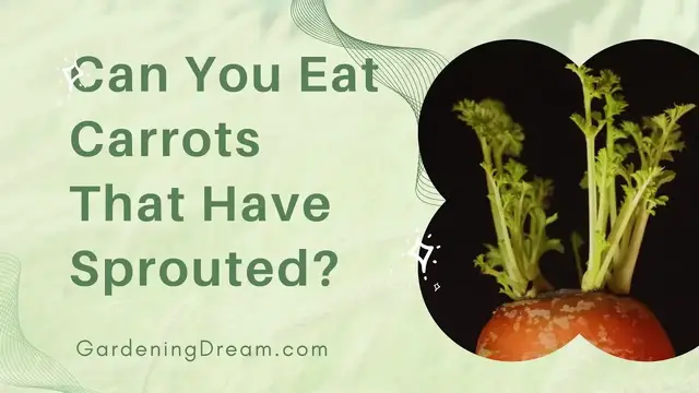 Video thumbnail for Can You Eat Carrots That Have Sprouted