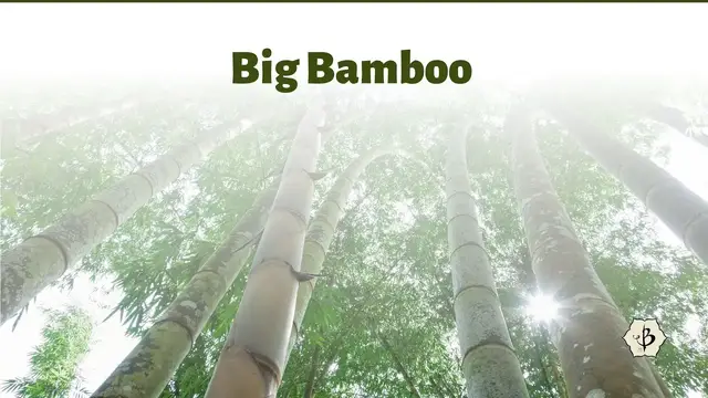 Video thumbnail for Big Bamboo