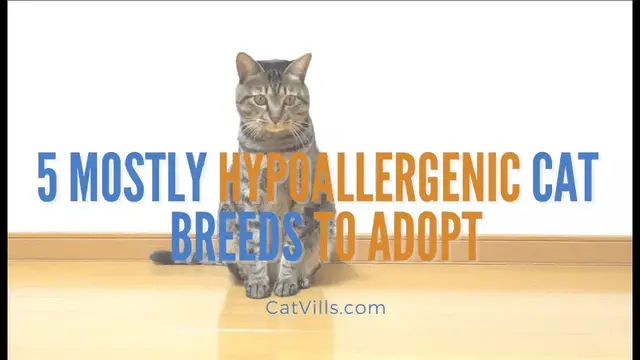 Video thumbnail for 5 Mostly Hypoallergenic Cat  Breeds To Adopt