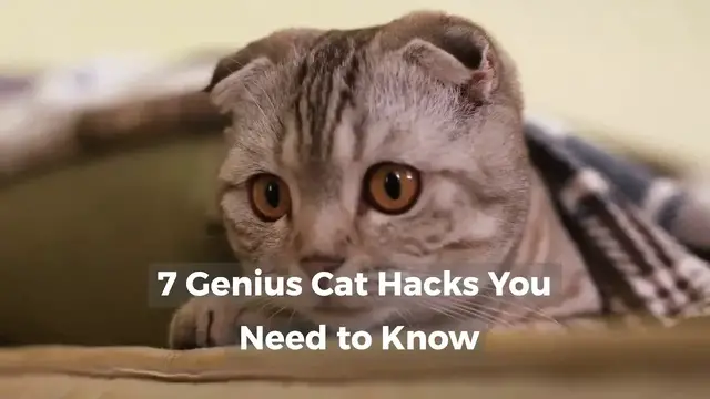'Video thumbnail for BEST CAT HACKS EVERY KITTY PARENT NEEDS TO KNOW'