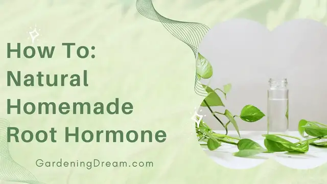 Video thumbnail for How To Natural Homemade Root Hormone
