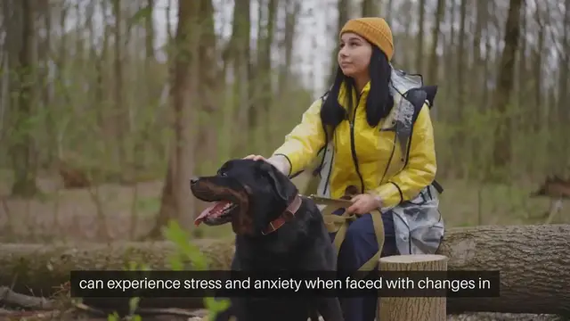 Video thumbnail for Pet Acclimation to New Environments