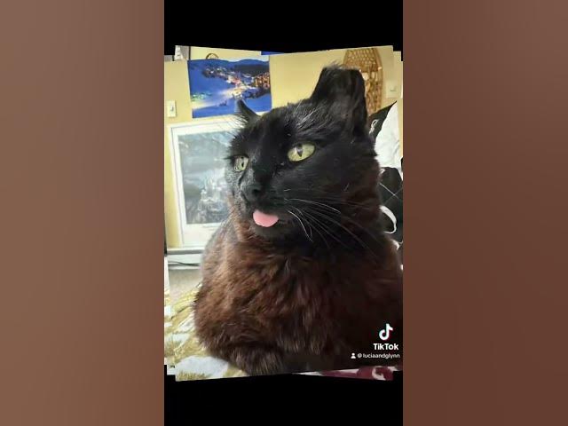 Video thumbnail for I just can't with this