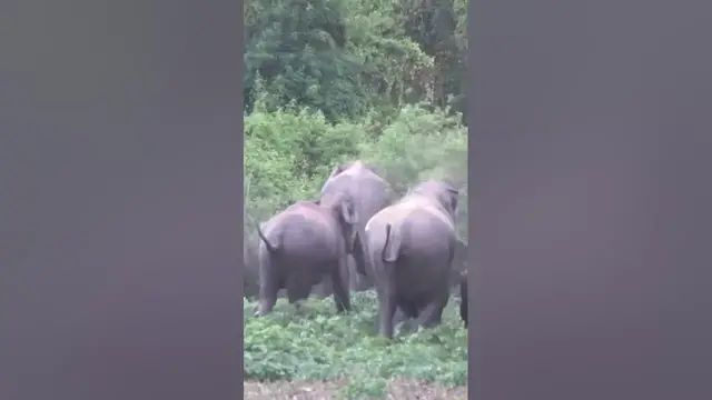 Video thumbnail for Elephant herd running back to the forest| Wilpattu national park #shorts