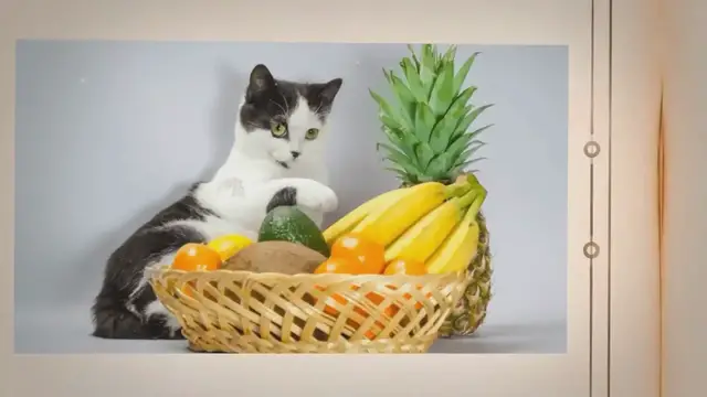 Video thumbnail for 24 Human Foods You Can Safely Offer To Your Cat