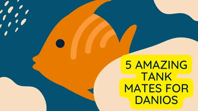 'Video thumbnail for 5 Amazing Tank mates for Danios'