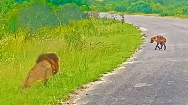 Video thumbnail for Hyena Cub Walks Right into Huge Male Lion