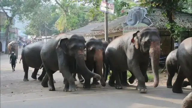 Video thumbnail for Elephant Orphanage Sri Lanka | Elephants walking through the main road