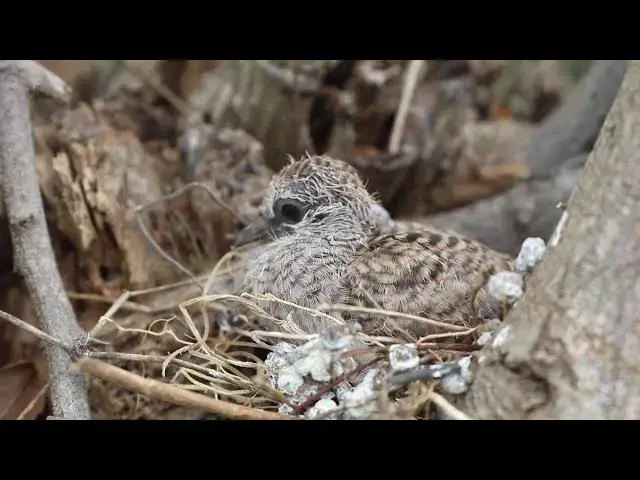 Video thumbnail for The best dove babies on nest // dove bird life on nest
