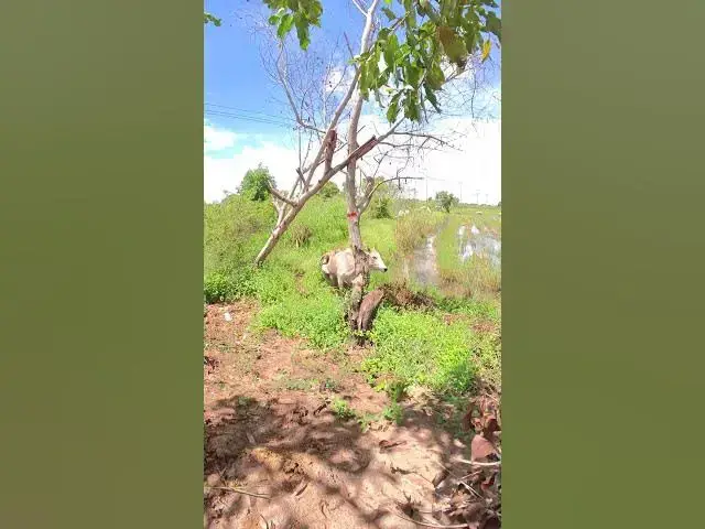 Video thumbnail for All Cows Eat Grass In Field #shortvideo #shorts