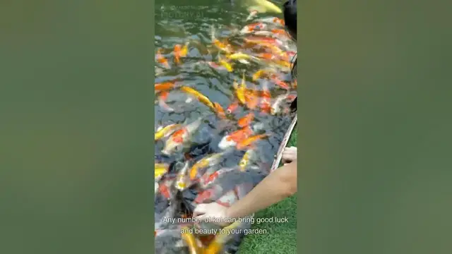 Video thumbnail for Nobody Knows This Yet How many koi in a pond is considered lucky?
