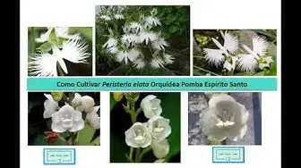 'Video thumbnail for Como Cultivar Peristeria elata Orquidea Pomba Como Fazer Muda'