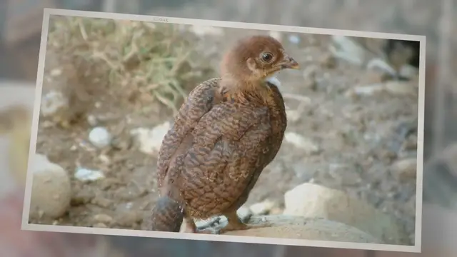 'Video thumbnail for What Do Wild Baby Turkeys Eat?'