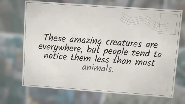 Video thumbnail for Why Are Butterflies Important?