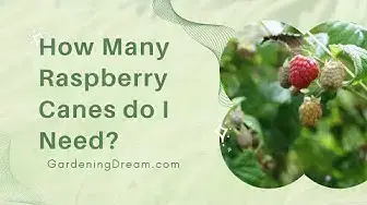Video thumbnail for How Many Raspberry Canes do I Need?