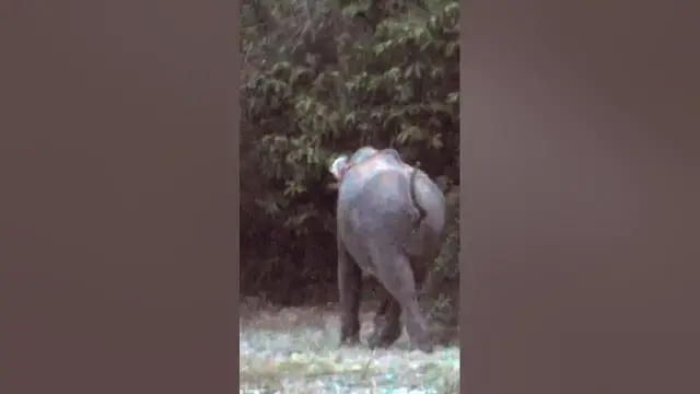 Video thumbnail for Biggest tusker of Wilpattu national park under low light #shorts