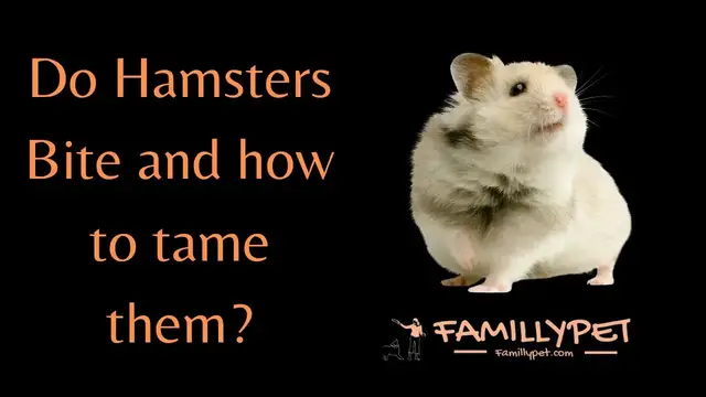 Video thumbnail for How to Stop My Hamster from Biting ?