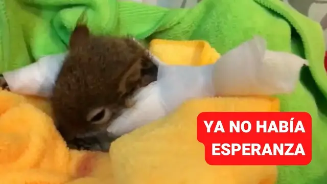 Video thumbnail for Ardilla con los brazos rotos es alimentada y rescatada por bondadoso hombre ¡Muy conmovedor!