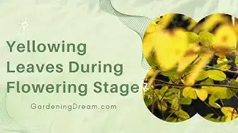 Video thumbnail for Yellowing Leaves During Flowering Stage