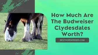 Video thumbnail for How Much Are The Budweiser Clydesdales Worth?
