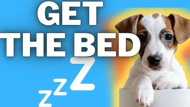 Video thumbnail for The Benefits Of Dog Beds For Jack Russell Terriers (Plus, My Favorite Options)