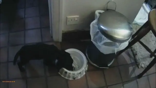 Video thumbnail for Betty the Cocker Spaniel Puppy joins the pack