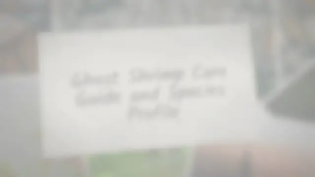 'Video thumbnail for Ghost Shrimp Care Guide & Species Profile'
