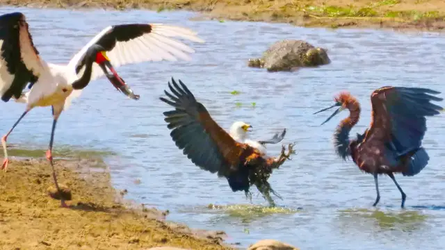 Video thumbnail for 3 Hungry Birds & Crocodile Fight Over 1 Fish