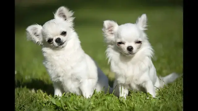 Video thumbnail for Chihuahua – najmniejsza z ras nazwana po największym ze stanów Meksyku. Poznaj bliżej opis rasy!