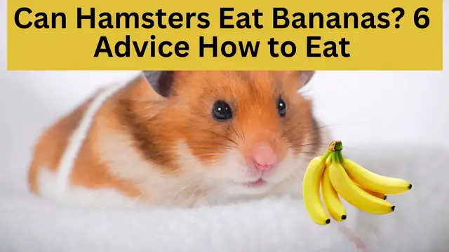 'Video thumbnail for Can Hamsters Eat Bananas? 6 Advice How to Eat'