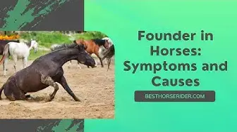 Video thumbnail for Founder in Horses. Symptoms and Causes