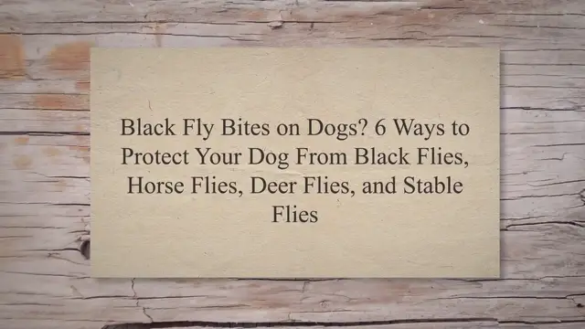 'Video thumbnail for Black Fly Bites on Dogs? 6 Ways to Protect Your Dog From Black Flies, Horse Flies, Deer Flies, and Stable Flies'