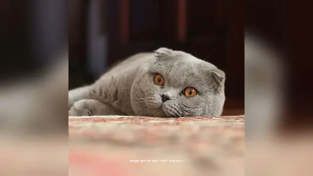'Video thumbnail for Scottish Fold'