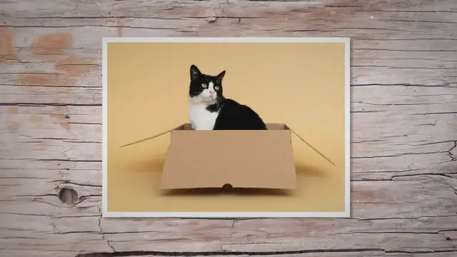 'Video thumbnail for 11 Interesting Facts About Tuxedo Cats'