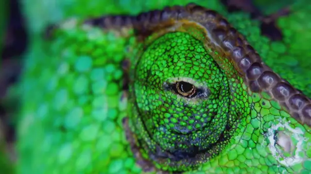 Video thumbnail for Do All Reptiles Lay Eggs