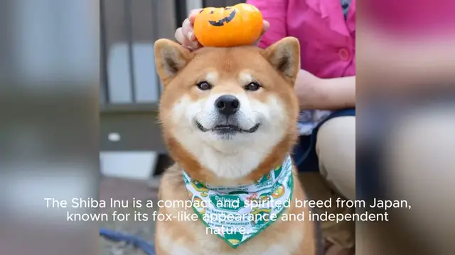 Video thumbnail for Shiba Inu