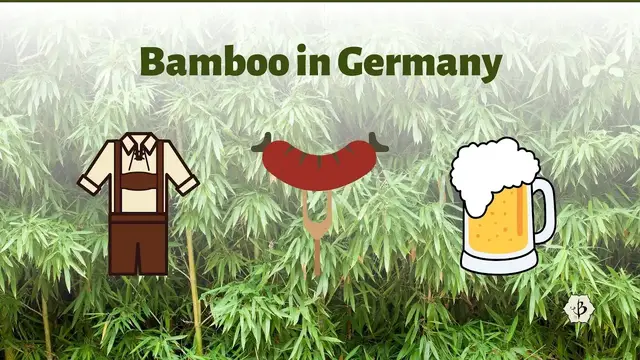 Video thumbnail for Bamboo in Germany